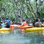 Unique Japan Tours Amami Island Canoe-in-Mangrove-Lake