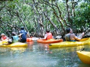 Unique Japan Tours Amami Island Canoe-in-Mangrove-Lake