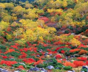 Unique Japan Tours Autumn Foliage Nagano