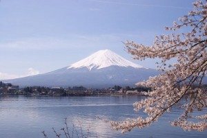 Unique Japan Tours Lake Kawaguchiko Sakura Mount Fuji