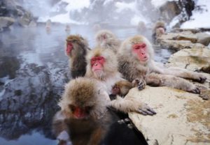 Jigikudani_Snow_Monkey_Park_Japan