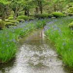 Unique Japan Tours Kanazawa Kenrokuen Waterlillies