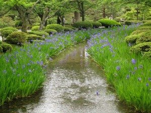 Unique Japan Tours Kanazawa Kenrokuen Waterlillies