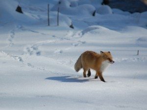 Unique Japan Tours Fox Shiretoko