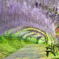 Unique Japan Tours Fukuoka Kawachi Wisteria Garden