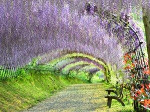 Unique Japan Tours Fukuoka Kawachi Wisteria Garden