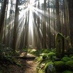 Unique Japan Tours Kumano Kodo Hiking Forest Beautiful