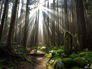 Unique Japan Tours Kumano Kodo Hiking Forest Beautiful