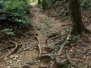 Unique Japan Tours Kumano Kodo Hiking Trails