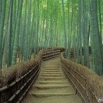 Unique Japan Tours Kyoto Arashiyama Bamboo Forest Sagano