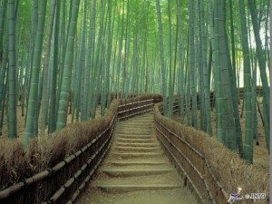 Unique Japan Tours Kyoto Arashiyama Bamboo Forest Sagano
