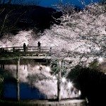 Unique Japan Tours Matsumoto Castle Cherry Blossom