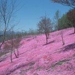 Unique Japan Tours Moss Phlox Hokkaido