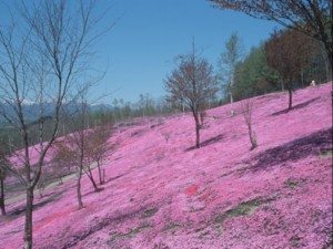 Unique Japan Tours Moss Phlox Hokkaido