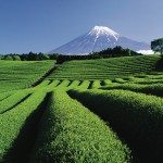 Unique Japan Tours Mt Fuji Tea Plantation