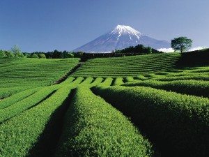 Unique Japan Tours Mt Fuji Tea Plantation