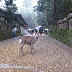 Unique Japan Tours Nara Kasuga Taisha Shrine Deer