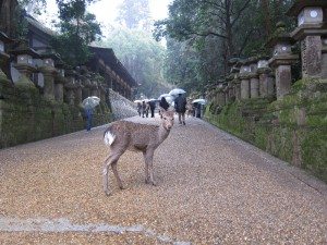 Unique Japan Tours Nara Kasuga Taisha Shrine Deer