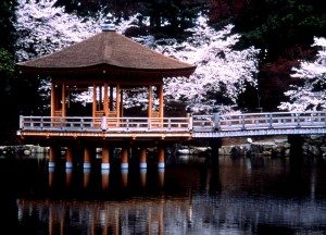 Unique Japan Tours Nara Park Sakura Cherry Blossoms
