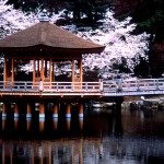 Unique Japan Tours Nara Park Sakura Cherry Blossoms