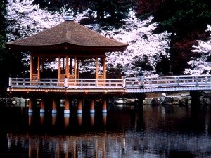 Unique Japan Tours Nara Park Sakura Cherry Blossoms