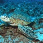 Unique Japan Tours Okinawa Diving Turtles