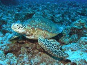 Unique Japan Tours Okinawa Diving Turtles