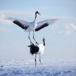 Hokkaido Lake Akan Red Crowned Crane_Journey to the East