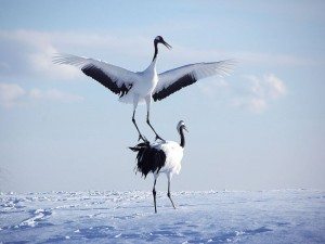 Hokkaido Lake Akan Red Crowned Crane_Journey to the East
