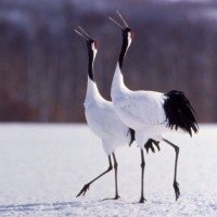 Hokkaido Lake Akan Red Crowned Crane