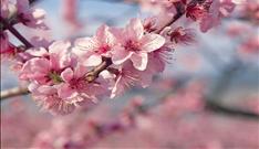 Japan Tours Travel Peach Blossoms Okaya