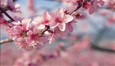 Japan Tours Travel Peach Blossoms Okaya