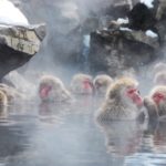 Jigokudani Snow Monkey Park