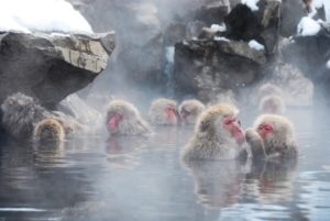 Jigokudani Snow Monkey Park