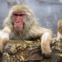 Two Japanese Macaque, Snow Monkey, Macaca fuscata, bathing in hot spring, adult and young animal.